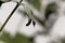 Macro photo of an Andean sage flower, Salvia discolor