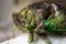 Macro photo of Annual Cicada green with black spots compound eye and antenna