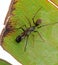 Macro Photo of Ant Mimic Jumping Spider on Back of Banana Leaf