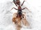 Macro Photo of Ant Mimic Jumping Spider Biting onTorso of Prey o