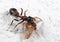 Macro Photo of Ant-Mimic Jumping Spider Eating Prey on White Flo