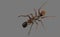 Macro Photo of Ant Mimic Jumping Spider Isolated on Gray Background with Clipping Path and Copy Space