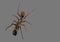 Macro Photo of Ant Mimic Jumping Spider Isolated on Gray Background with Clipping Path and Copy Space