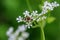 Macro photo of an ant on a white flower. Ant closeup.