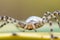 Macro photo of an Argiope Lobada spider.