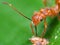 Macro Photo of Assassin Bug Eating Dry Bird Poop on Green Leaf