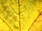 Macro photo of the autumn fallen leaf. You can see the structure