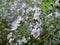 Macro photo with autumn flowering shrub plant varietal Asters `Alba Flore Plena` with white ligulate petals shape
