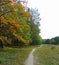 Macro photo with autumn landscape in the forest with the trees along the forest paths as the source for design, advertising, print