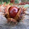 Macro photo with autumn texture round brown opened the fruit of the tree of horse Chestnut
