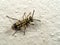 Macro Photo of Baby Wasp on Wall