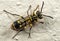 Macro Photo of Baby Wasp on Wall