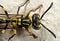 Macro Photo of Baby Wasp on The Wall