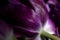 Macro photo of back side purple tulip flower petals and stem. Botanical  background