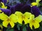 Macro photo with the backdrop of brightly colored variegated large flowers of pansies