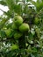 Macro photo with a background of an abundant crop of green apples the wild Apple trees