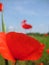 Macro photo background with beautiful flowering herbaceous plants flowers Poppy red large airy petals