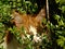 Macro photo with the background cat pet redhead with variegated coloration