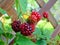 Macro photo background with decorative bright red fruits of raspberry bushes