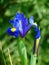 Macro photo with the background of decorative iris flower with petals in shades of blue color