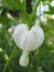 Macro photo background with decorative white flowers perennial plants dicentra
