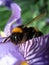 Macro-photo on the background of a fuzzy bumblebee collects nectar on beautiful abstract iris flower