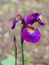 Macro photo background texture of a decorative Iris flower with purple petals