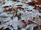 Macro photo background texture of frozen brown leaves of Oak