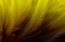Macro photo of beautiful dark yellow feathers vintage texture line background.