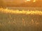 Macro photo with a beautiful decorative background with spikelets of grain crops of a rural field in bright sunlight for design