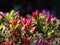 Macro photo with beautiful decorative flowers and buds purple hue on the branches of Rhododendron shrub