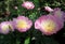 Macro photo with beautiful double flowers of a Bush of Peonies with petals of pink shades in the sun