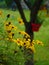 Macro photo with beautiful garden potted flowers daisies with yellow petals on unclear blurred background of garden