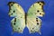 Macro photo of a beautiful illuminated Mother of Pearl butterfly.