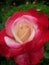 Macro photo of a beautiful opened Rose flower