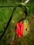 Macro photo with beautiful red drop Bud field Poppy