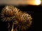 Macro photo of beautiful thistles on the field, sunset