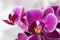 A macro photo of a beautiful vibrant purple orchid