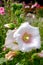 Macro photo beautiful white Alcea flower  in Thailand