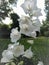 Macro photo beautiful white summer flowers of the Carpathian Bell