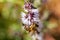 Macro photo of a bee collecting pollen from flowers. Collector insect.