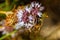 Macro photo of a bee collecting pollen from flowers. Collector insect.