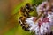 Macro photo of a bee collecting pollen from flowers. Collector insect.