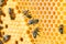 Macro photo of a bee hive on a honeycomb with copyspace. Bees produce fresh, healthy, honey.