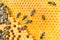 Macro photo of a bee hive on a honeycomb with copyspace. Bees produce fresh, healthy, honey.