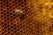 Macro photo of a bee hive on a honeycomb with copyspace. Bees produce fresh, healthy, honey. Beekeeping concept