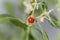Macro photo of a berry on a Ashwagandha plant, Withania somnifera