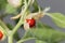 Macro photo of a berry on a Ashwagandha plant, Withania somnifera