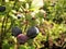 Macro photo of big young berries of Amelanchier, deciduous ornamental shrubs,