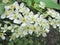 Macro photo. Bird cherry in the spring.